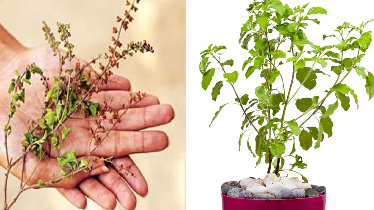 Tulasi Plant : ఉన్నట్టుండి సడెన్గా తులసి చెట్టు ఎండిపోతే.. దానర్థం ఏమిటంటే..? Tulasi Plant what happens when some changes occur