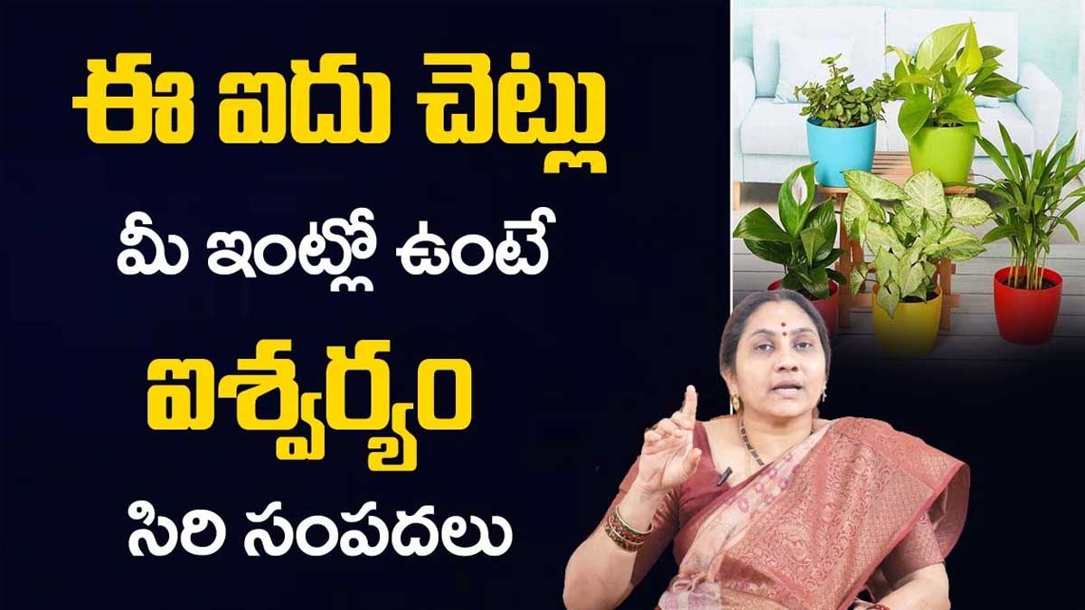 grow these 5 plants in your home for prosperity and luck 