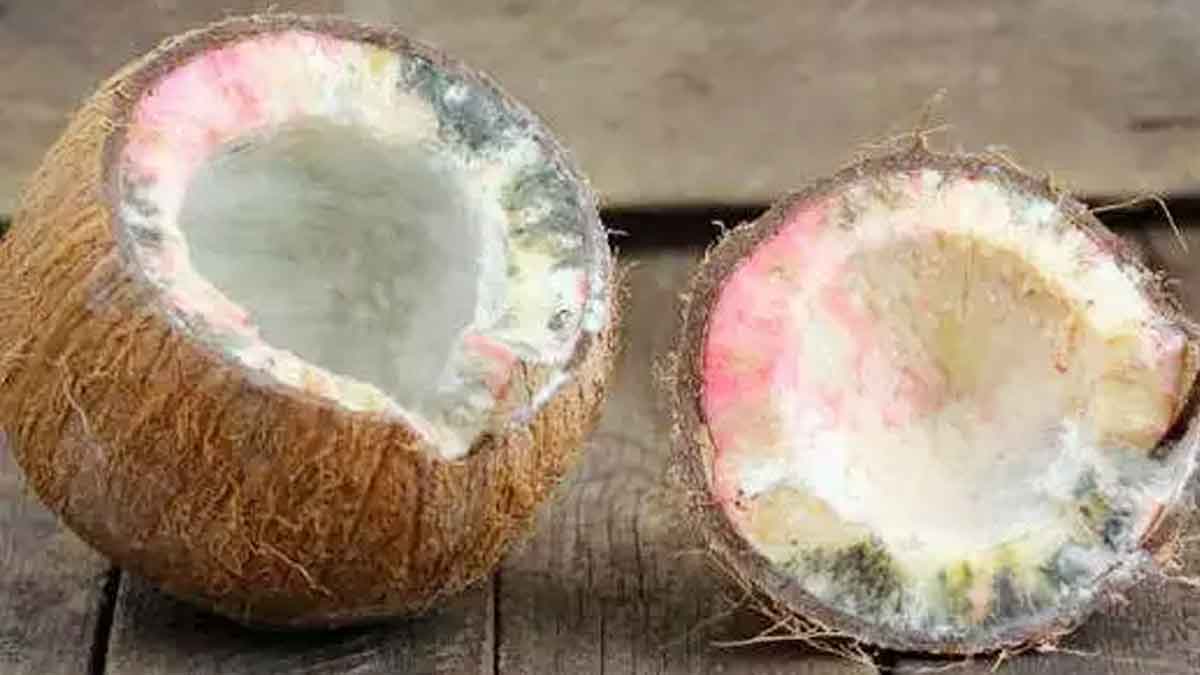 Spoiled Coconut In Pooja : పూజ సమయంలో కొట్టిన కొబ్బరికాయ కుళ్ళిపోయిందా.. అయితే దాని అర్థం ఏమిటి..? Spoiled Coconut In Pooja what happens
