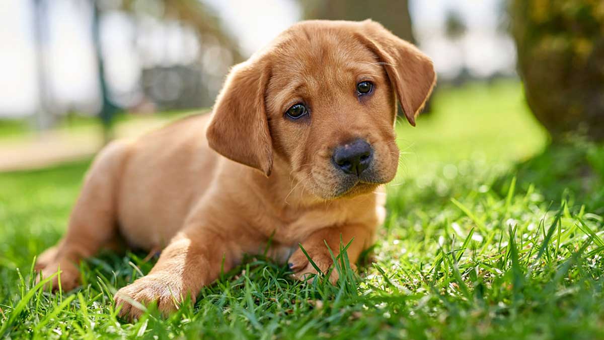 if you see a dog when going outside what happens 