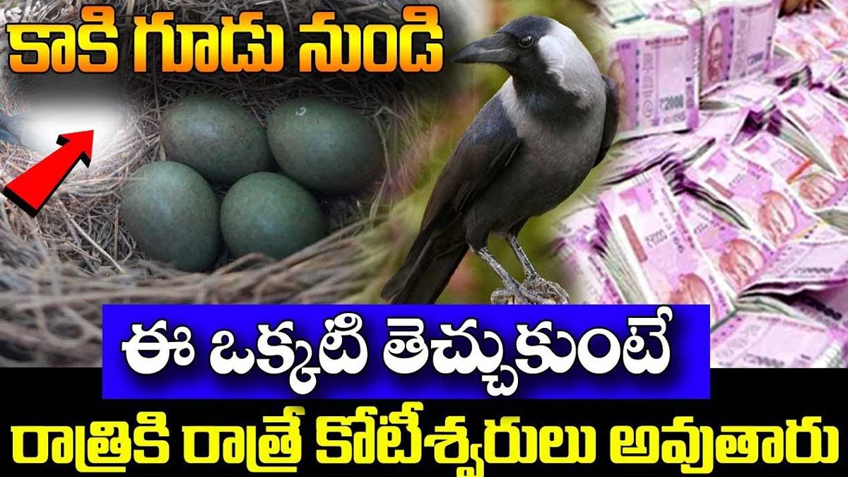 bring this one item from kaki gudu to your home for wealth 