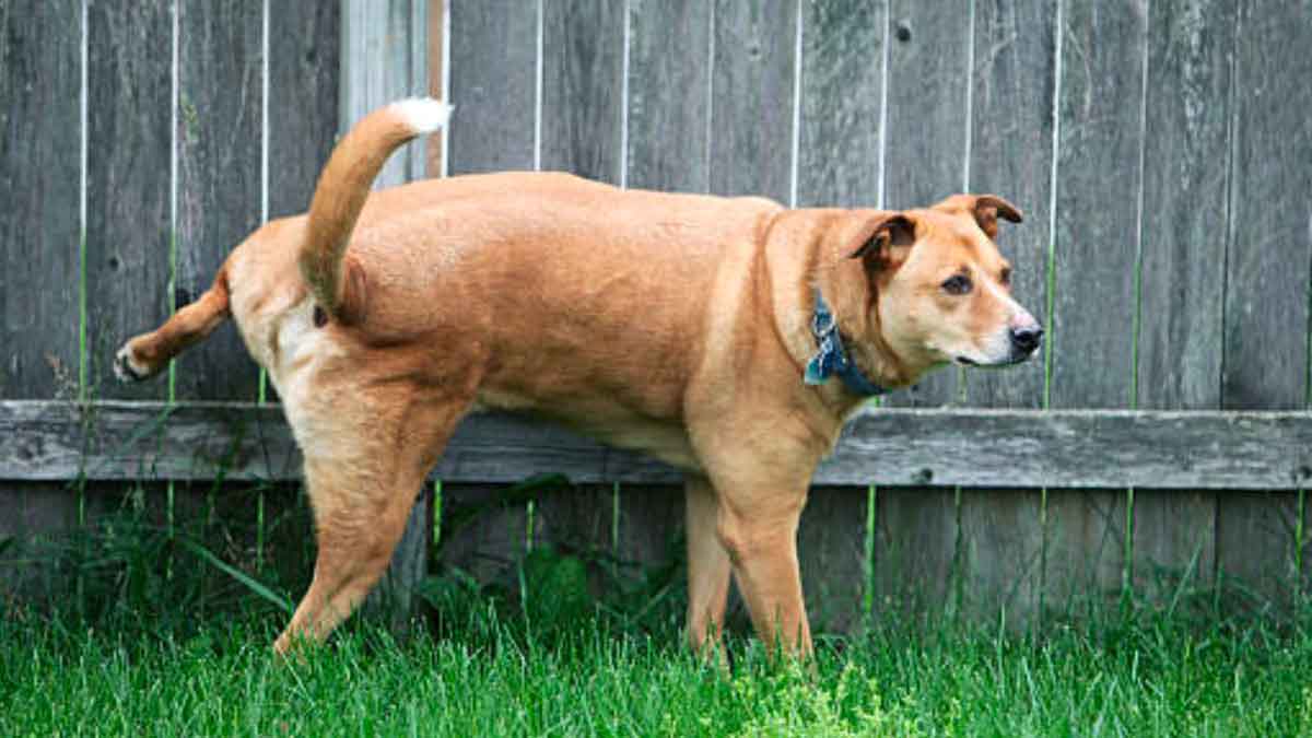 why dogs urinate or pee like that 