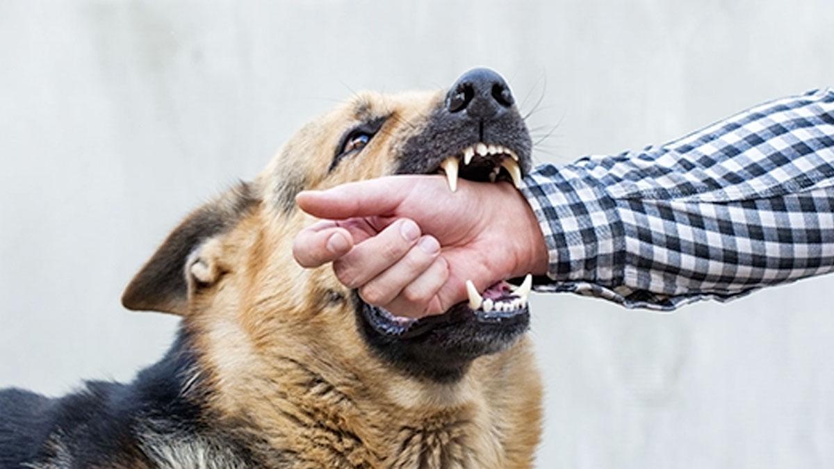 what to do when dogs attack 